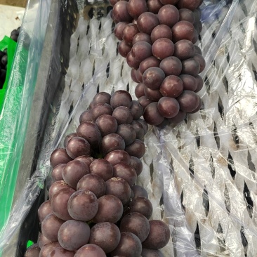 阳光玫瑰葡萄，辽峰葡萄，巨峰葡萄
