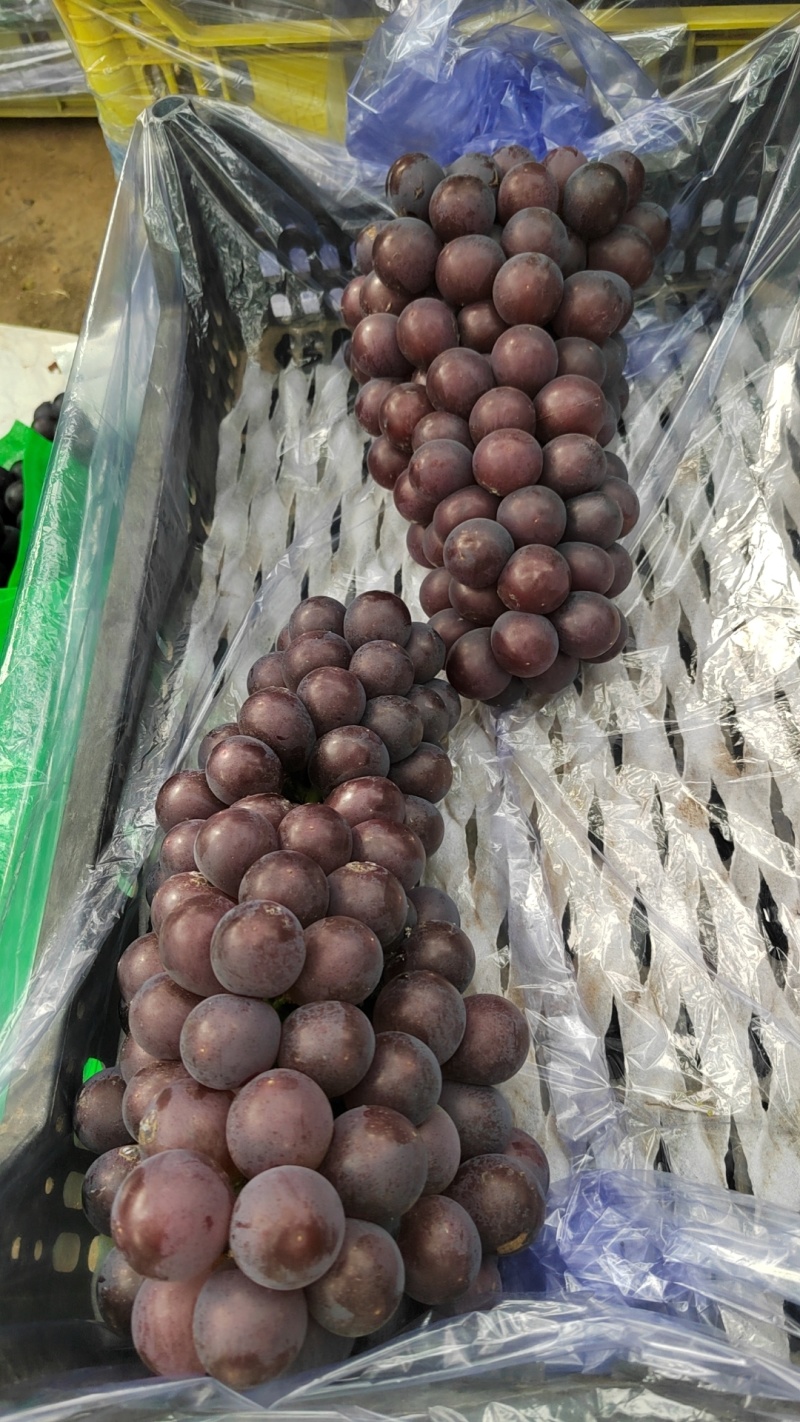 阳光玫瑰葡萄，辽峰葡萄，巨峰葡萄