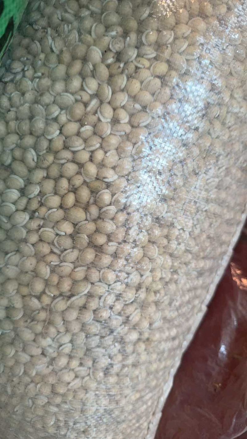 白扁豆