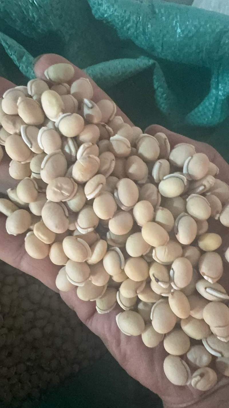 白扁豆