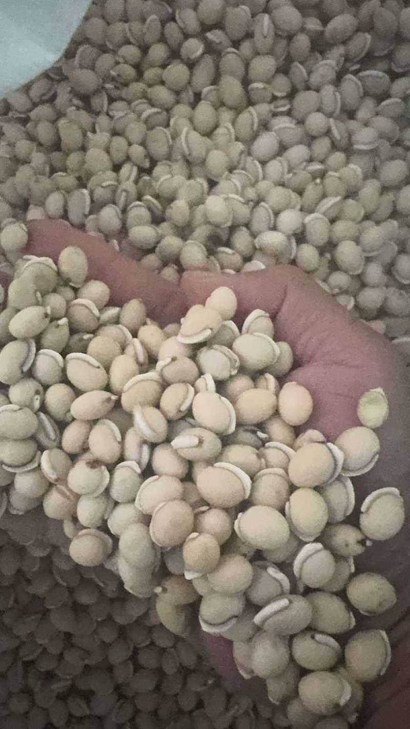 白扁豆