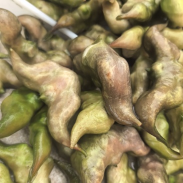 新鲜菱角