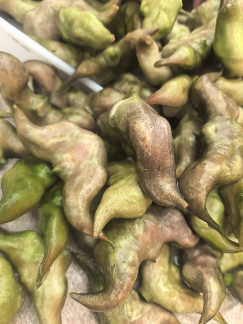 新鲜菱角