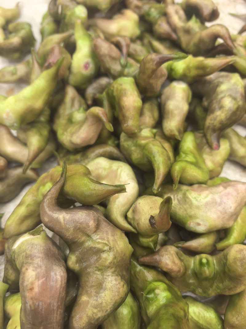 新鲜菱角