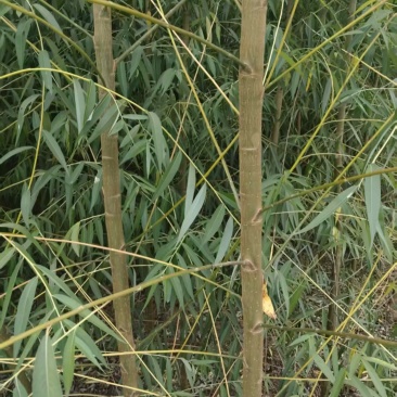 柳树