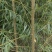 柳树