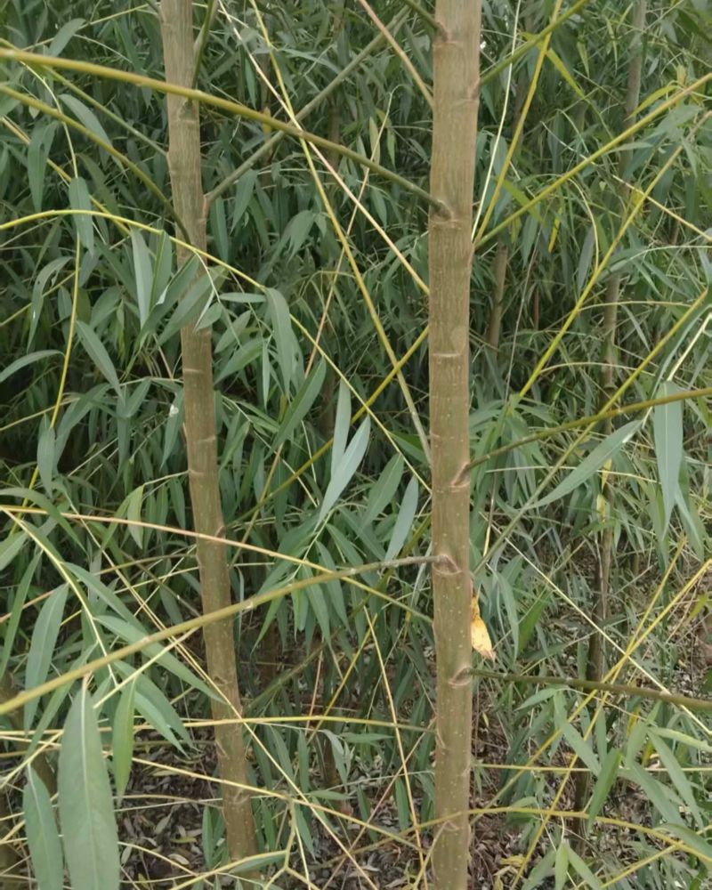 柳树