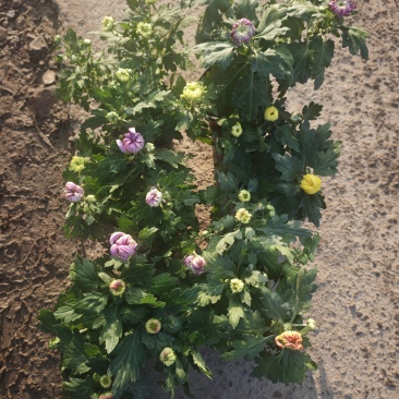 150盆九月菊，菊花，大菊花，6个颜色。冠幅大