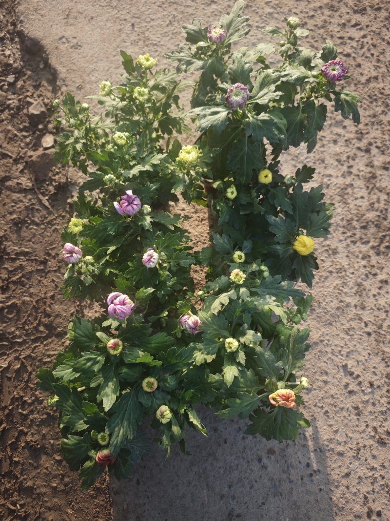 150盆九月菊，菊花，大菊花，6个颜色。冠幅大