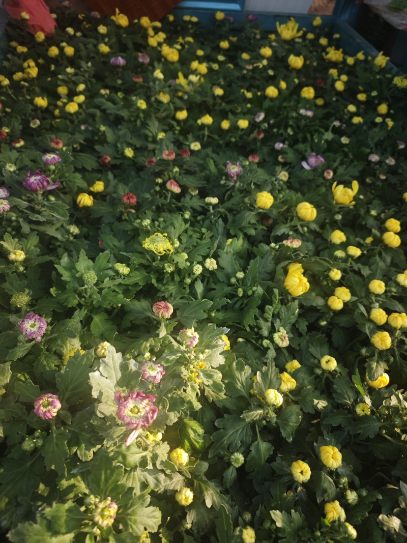 150盆九月菊，菊花，大菊花，6个颜色。冠幅大