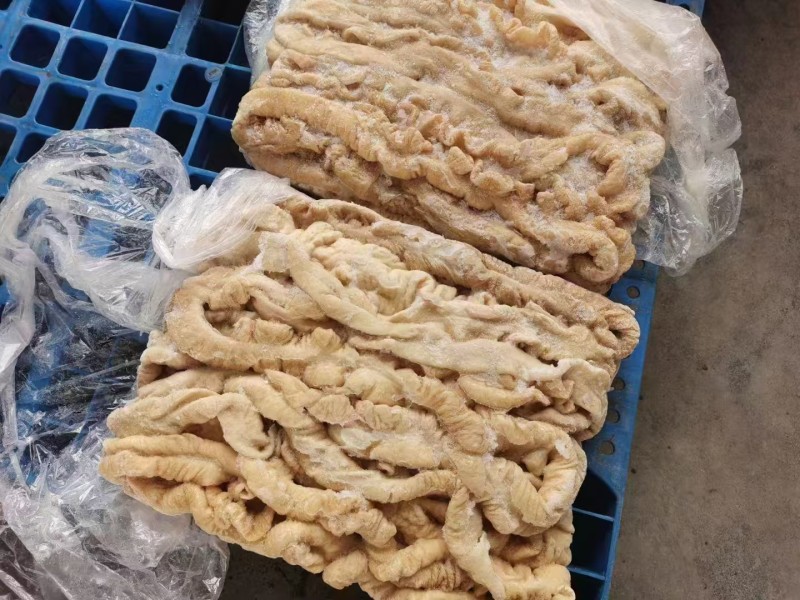 纯干大肠