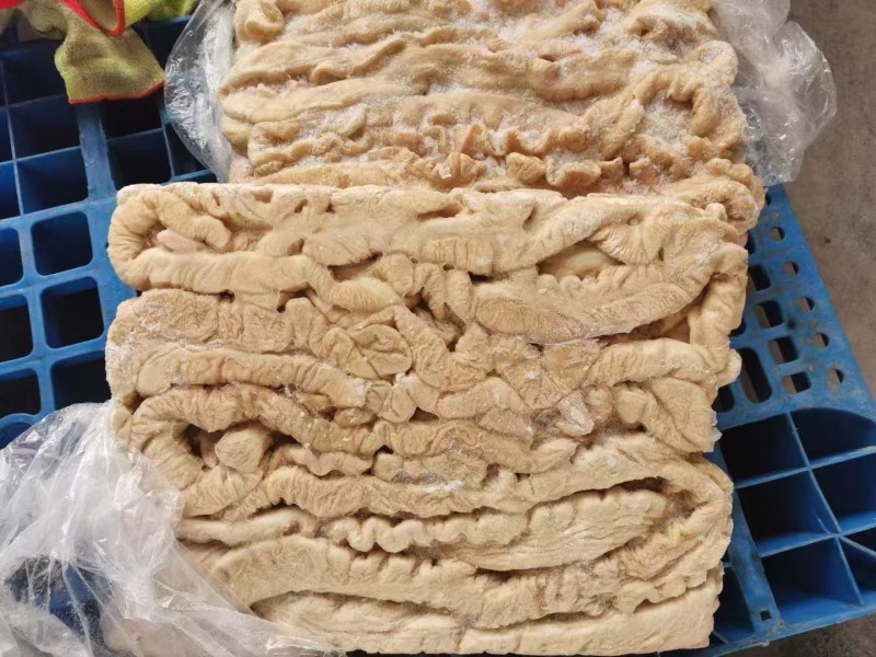 纯干大肠