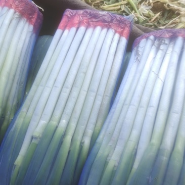 青海高原精品大葱