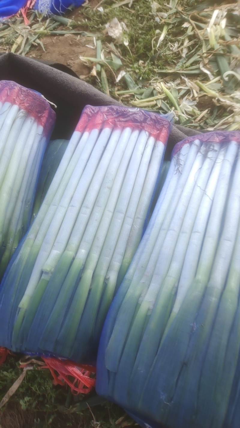 青海高原精品大葱