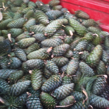 大量有松果