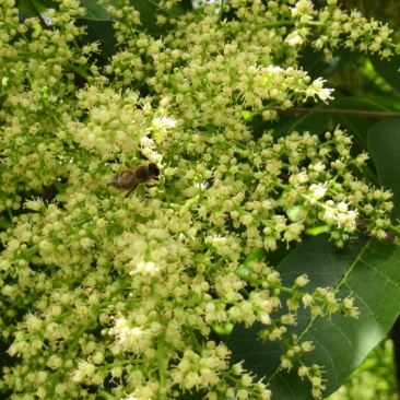 金佛山野生伍培花药蜂蜜