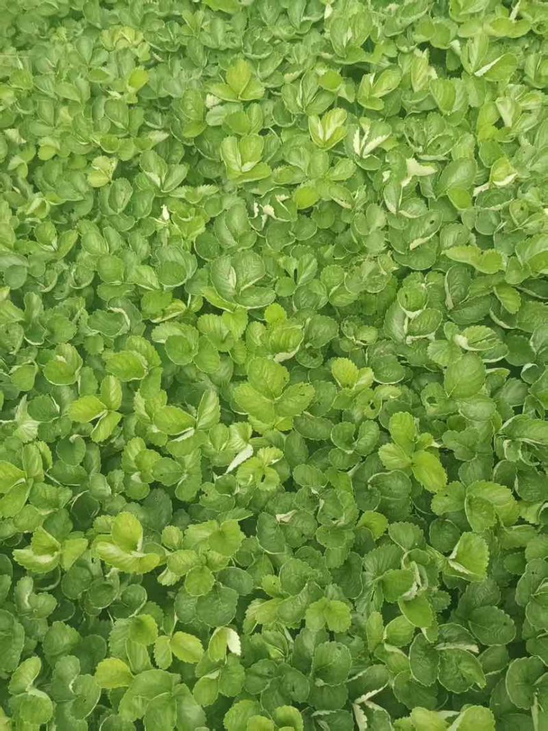 甜茶理草莓苗三毛一颗要的来