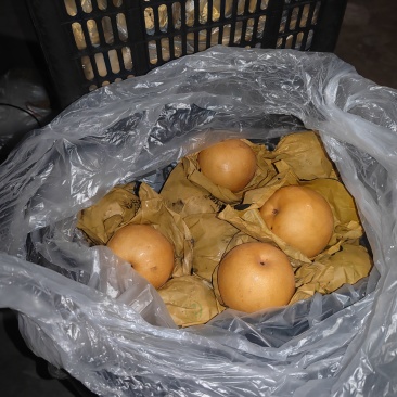 0.6斤以上圆黄梨，皇冠梨