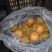 0.6斤以上圆黄梨，皇冠梨