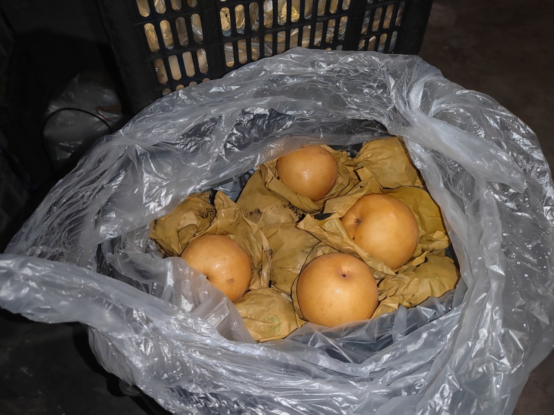 0.6斤以上圆黄梨，皇冠梨