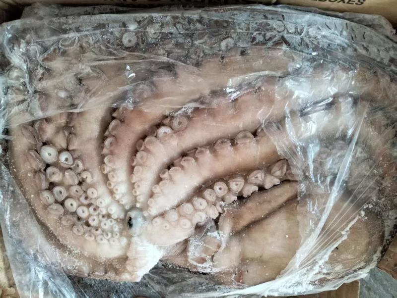 大章鱼