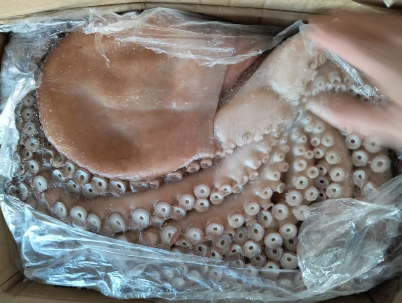 大章鱼