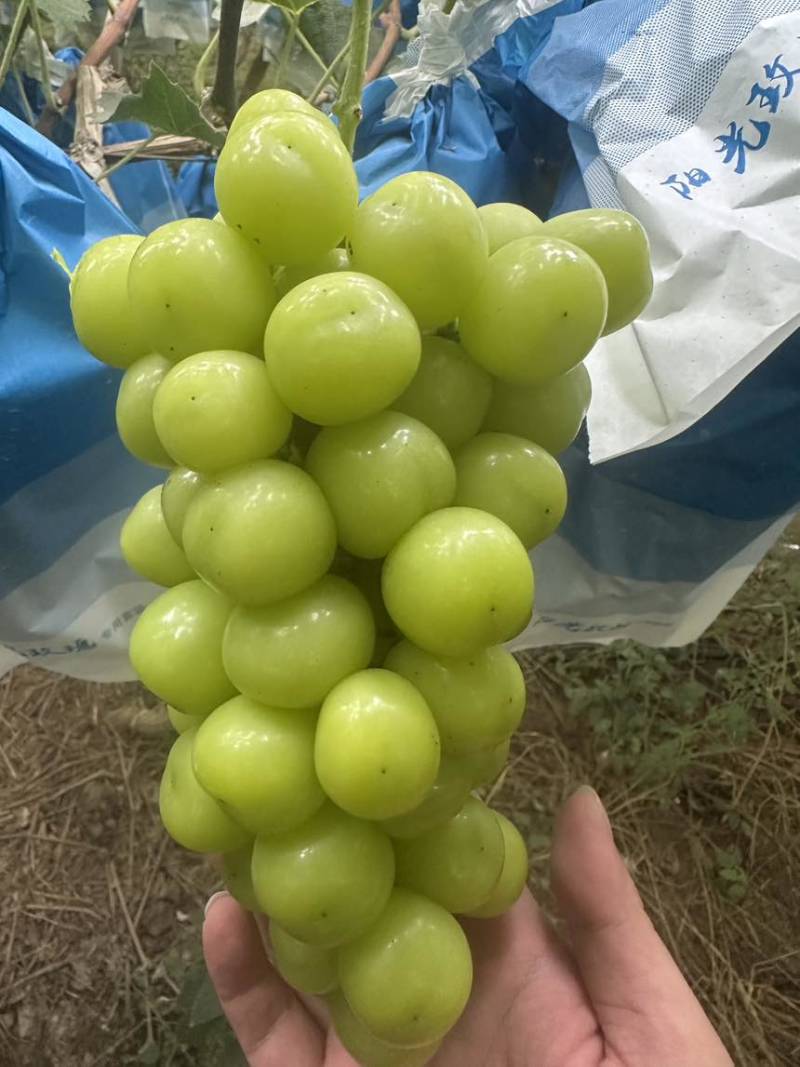 山东阳光玫瑰葡萄