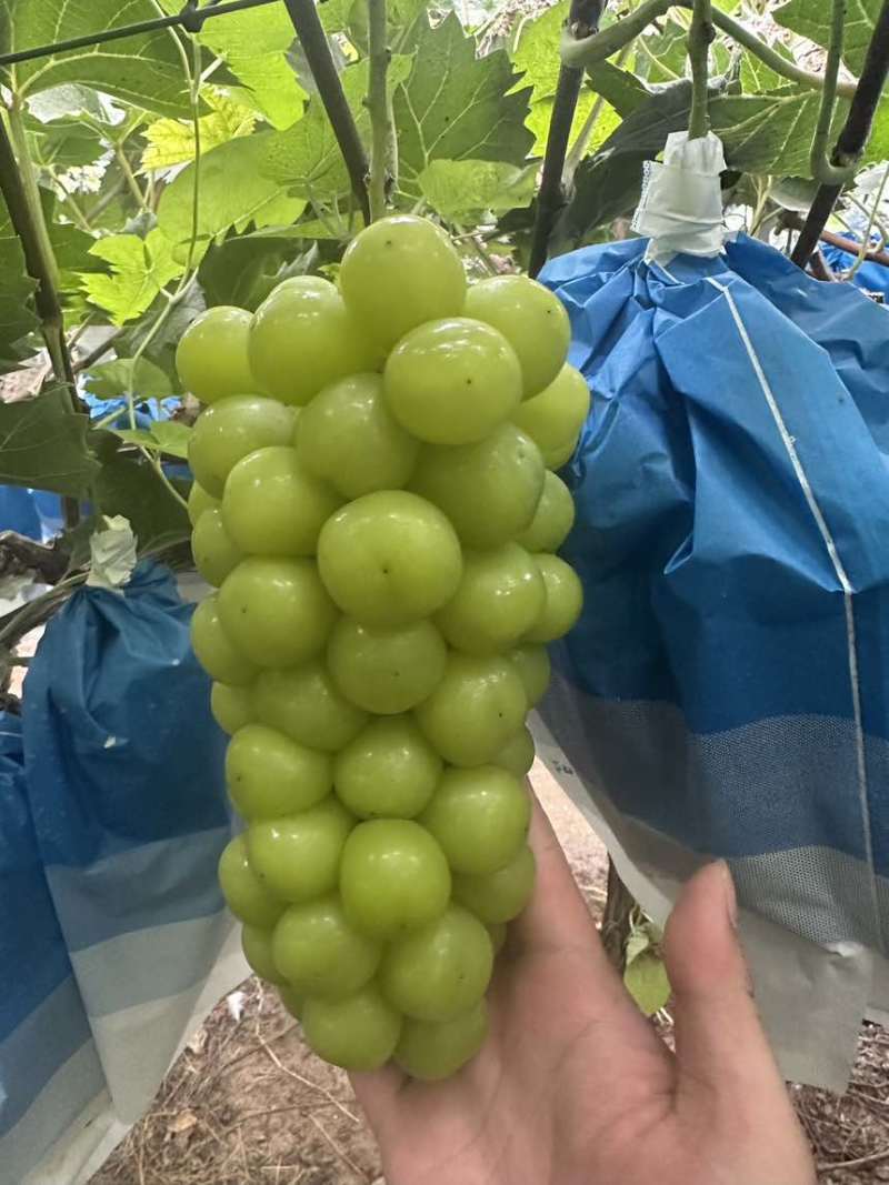 山东阳光玫瑰葡萄
