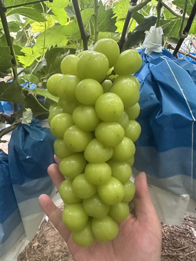 山东阳光玫瑰葡萄
