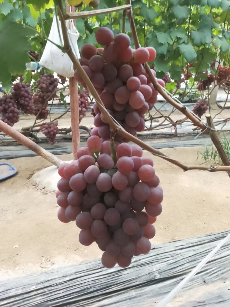 葡萄晚红