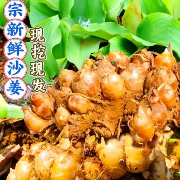 新鲜沙姜