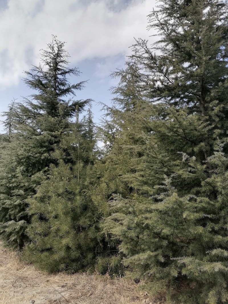 大量出售雪松树，高度600--1200厘米，数量1000