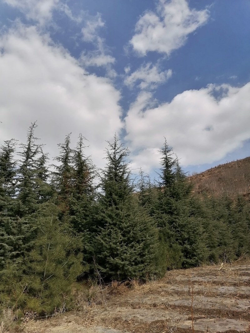 大量出售雪松树，高度600--1200厘米，数量1000