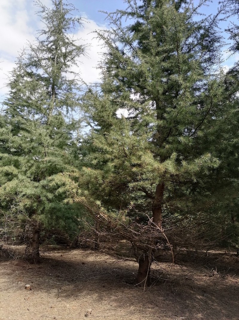 大量出售雪松树，高度600--1200厘米，数量1000