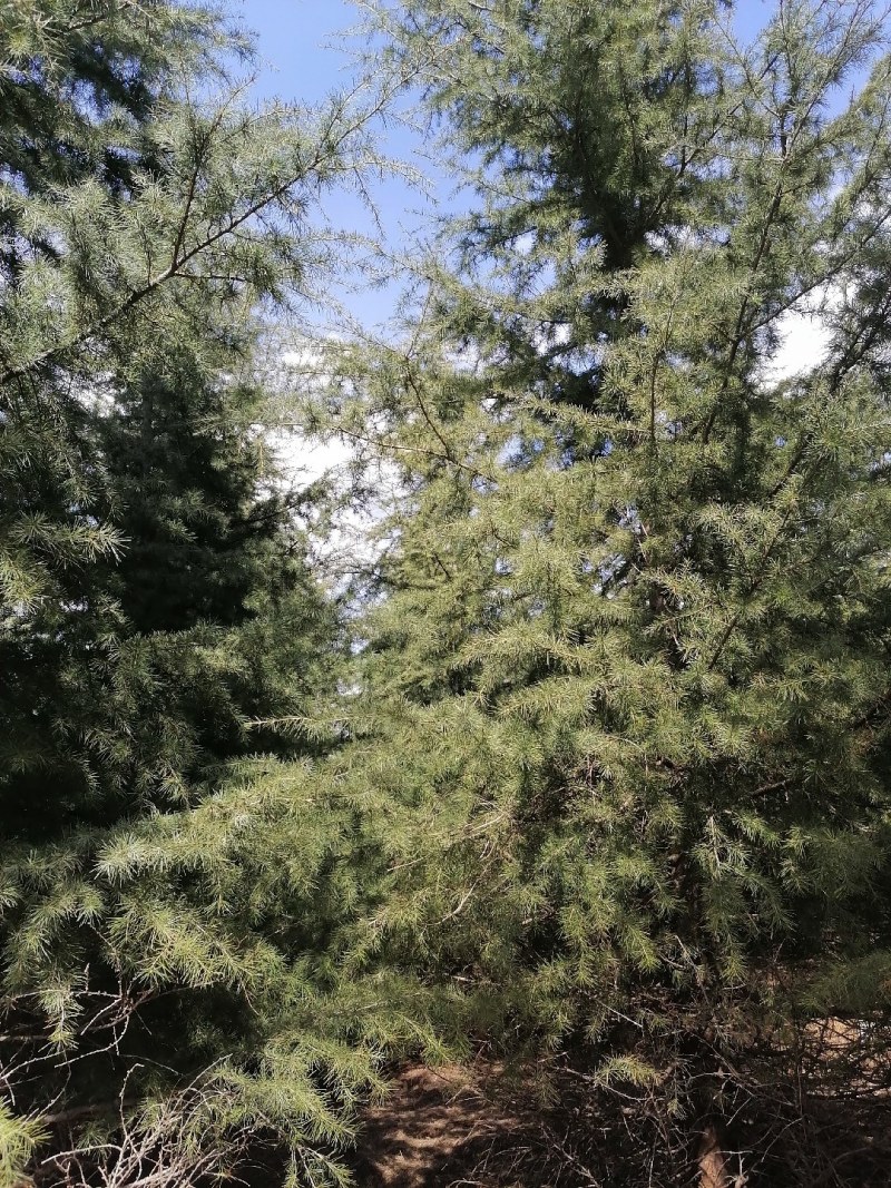 大量出售雪松树，高度600--1200厘米，数量1000