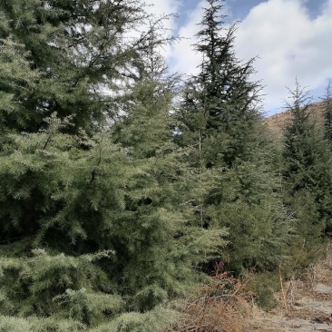大量出售雪松树，高度600--1200厘米，数量1000