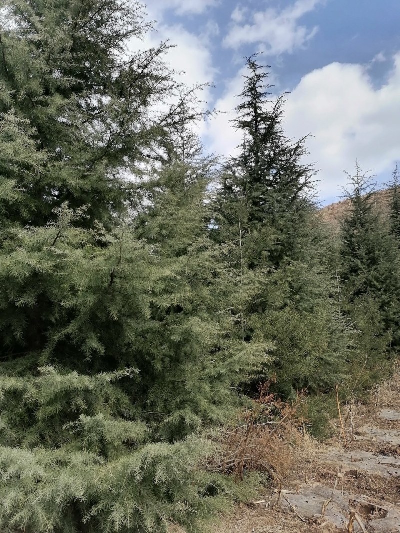大量出售雪松树，高度600--1200厘米，数量1000