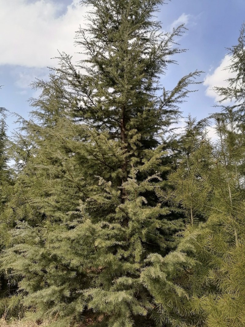 大量出售雪松树，高度600--1200厘米，数量1000