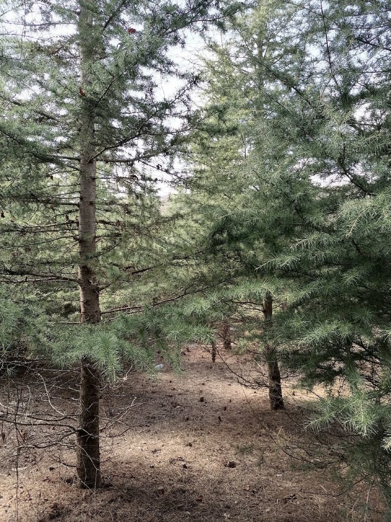 大量出售雪松树，高度600--1200厘米，数量1000