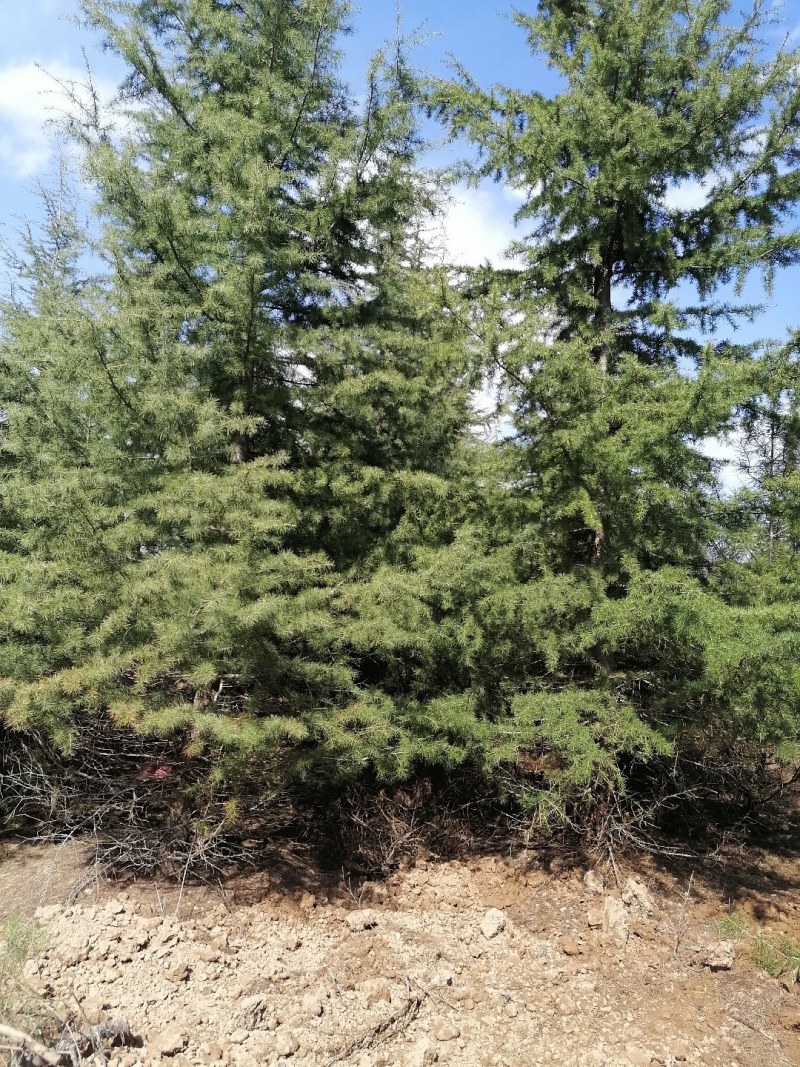 大量出售雪松树，高度600--1200厘米，数量1000