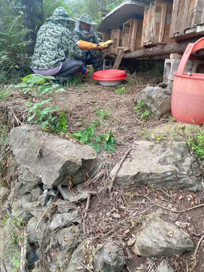 土蜂蜜