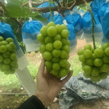 阳光玫瑰
