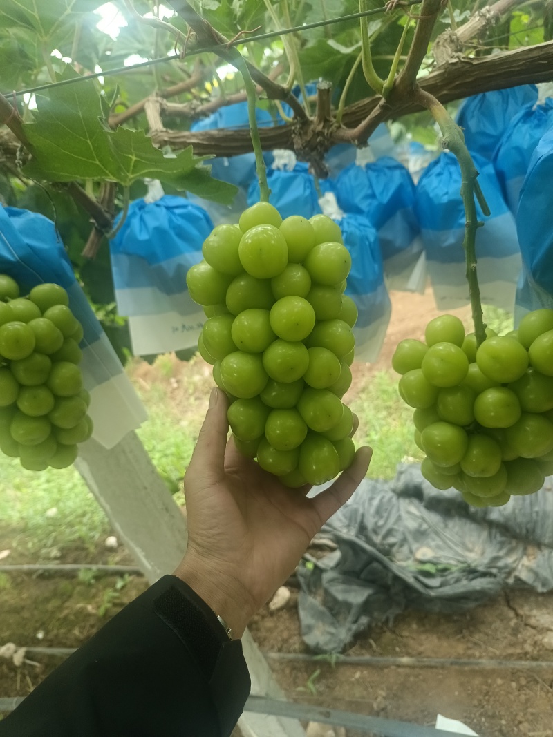 阳光玫瑰
