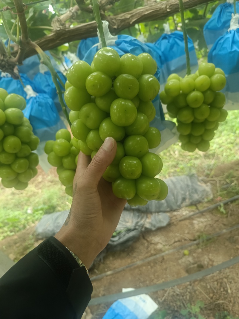 阳光玫瑰