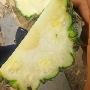 海南16号凤梨