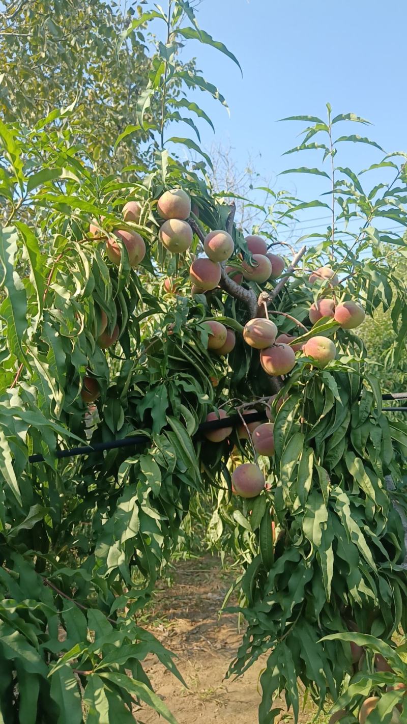 山东青州老板蜜桃