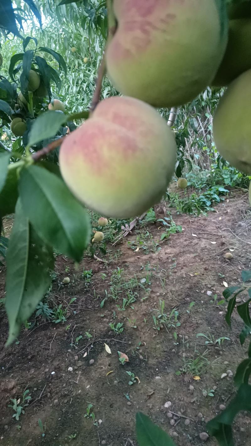 山东青州老板蜜桃