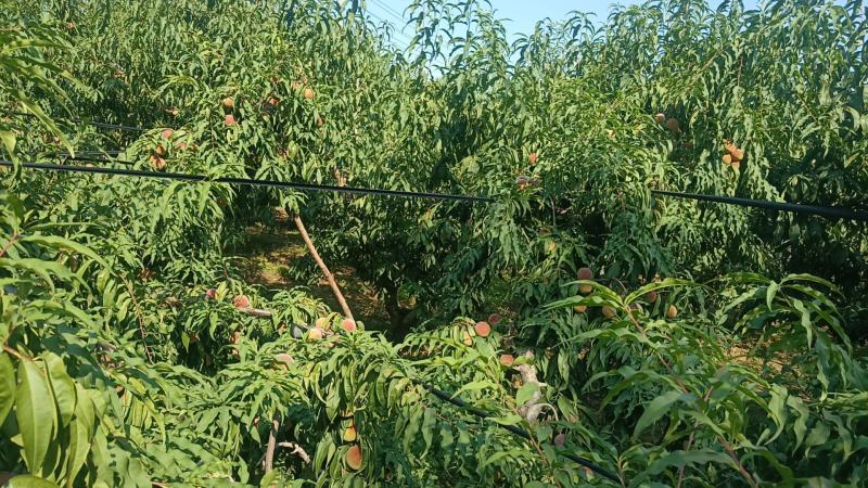 山东青州老板蜜桃