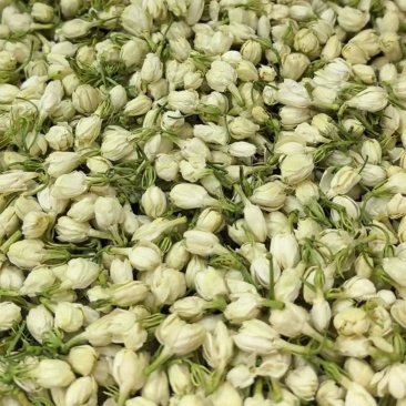 横县原产地茉莉花蕾干