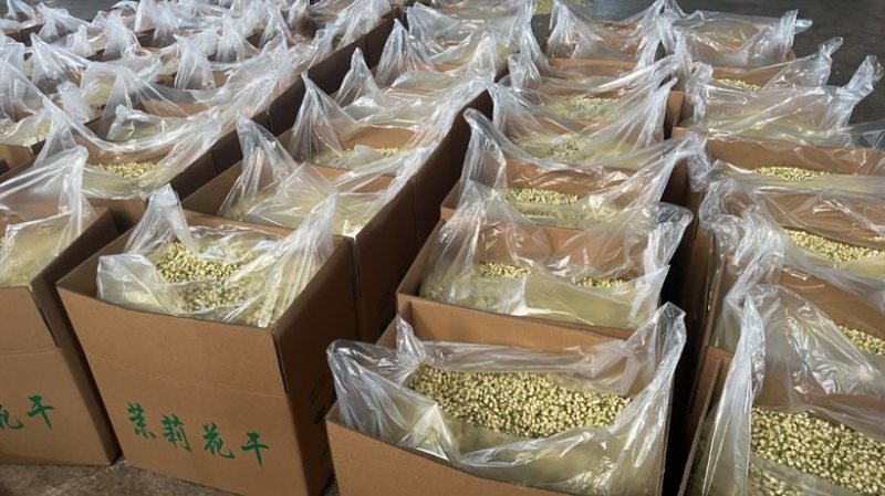 横县原产地茉莉花蕾干